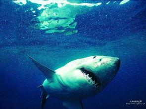 狂野鲛鲨爆料原视频,揭秘深海神秘生物的惊世之谜